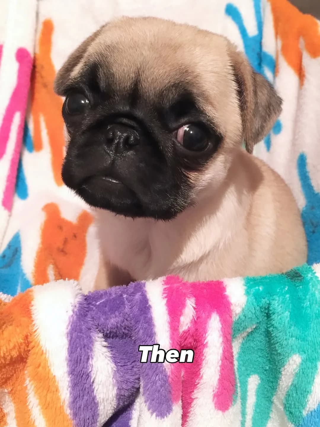 Can’t believe I’m turning 10 next month! 👵🏻❤️ #20150925 #puppykimchi